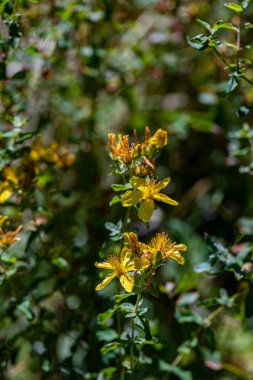 Çayırda Hypericum Performans Çiçeği