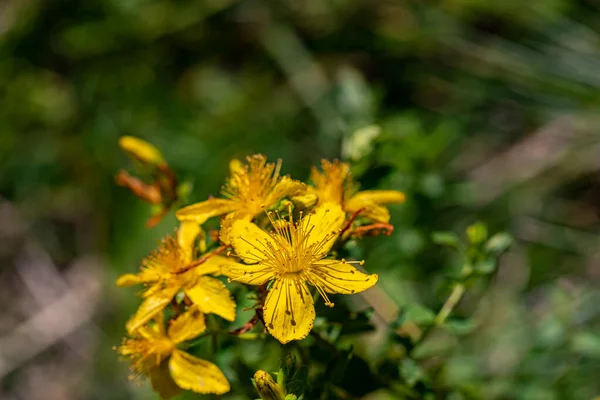 Hypericum Perforatum Flower Meadow — Stock Photo, Image
