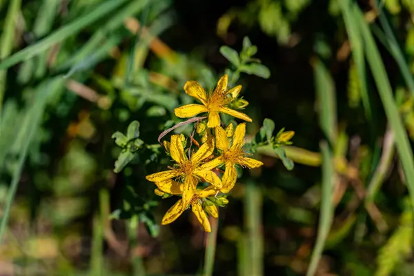 Hypericum Perforatum Blüht Auf Der Wiese — Stockfoto