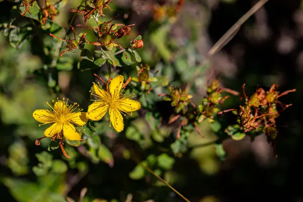 Hypericum Perforatum Fleur Dans Prairie — Photo