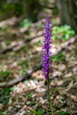 Çayırda yetişen Orchis mascula çiçeği, yakın plan.