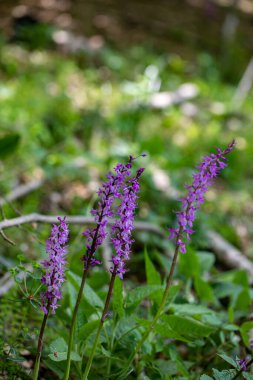 Çayırda yetişen Orchis mascula çiçeği, yakın plan.