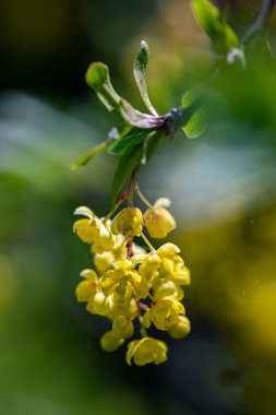 Çayırda yetişen kaba Berberiler, yaklaşın.