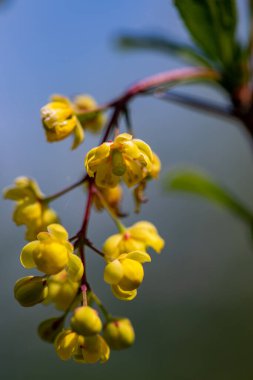 Çayırda yetişen kaba Berberiler, yaklaşın.