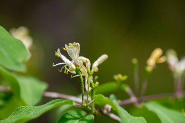 Çayırda büyüyen Lonicera xylosteum çiçeği, makro