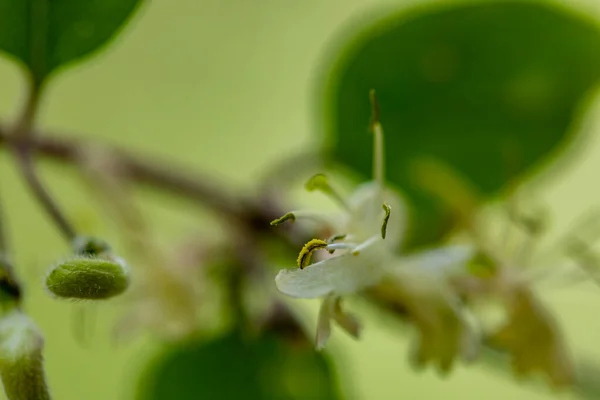 牧草地で成長するロニセラのキシロストームの花 マクロ — ストック写真
