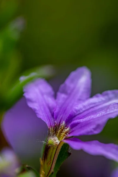 Scaevola Saligna Fleur Poussant Dans Prairie Macro — Photo