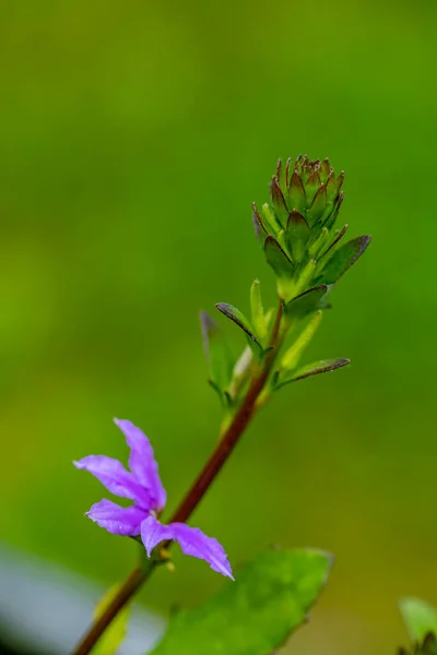 Scaevola Saligna Fleur Poussant Dans Prairie Macro — Photo