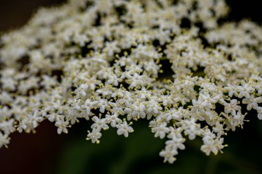 Sambucus Nigra çayırda büyüyor, yaklaşın.