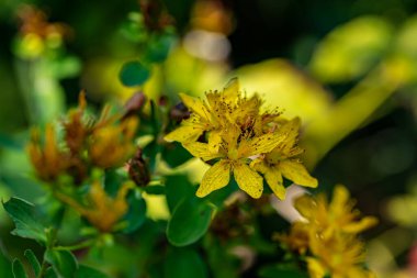 Çayırda Hypericum Performans Çiçeği