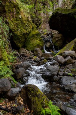 Levada do Moinho 'dan Levada Nova şelalesine yürüyüş