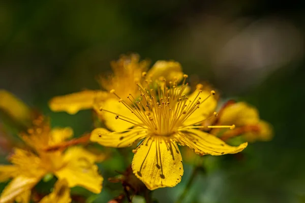 Цветок Перфората Гиперперикума Лугу — стоковое фото