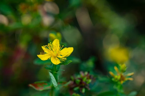 Hypericum Perforatum Flor Prado —  Fotos de Stock