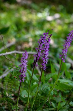 Çayırda yetişen Orchis mascula çiçeği, yakın plan.