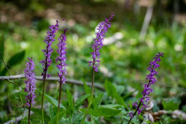 Çayırda yetişen Orchis mascula çiçeği, yakın plan.