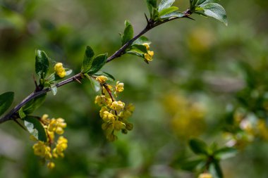 Çayırda yetişen kaba Berberiler, yaklaşın.