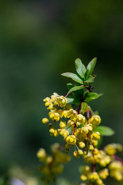 Berberis Vulgaris Květina Rostoucí Louce Zblízka — Stock fotografie