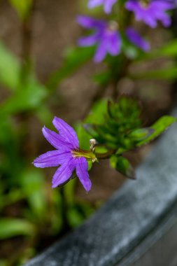 Scaevola saligna çiçeği çayırda büyüyor, makro