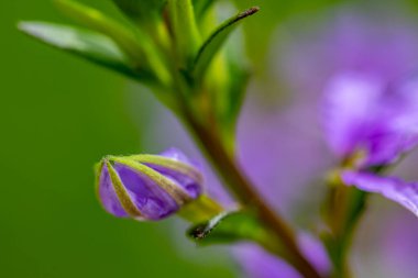 Scaevola saligna çiçeği çayırda büyüyor, makro