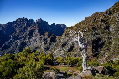 Görüntü: Pico Ruivo, Maderia