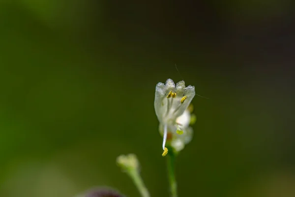 Квітка Lonicera Xylosteum Росте Лузі Макро — стокове фото