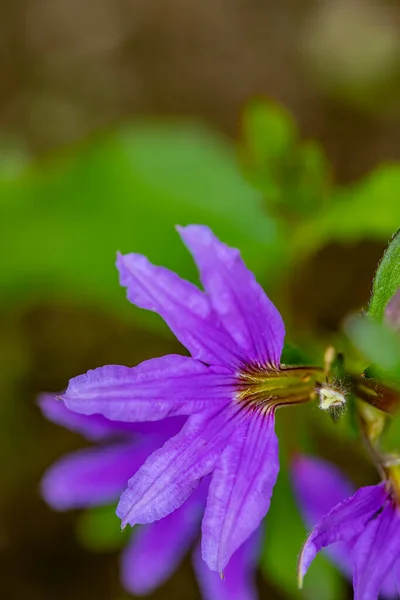 Kwiat Scaevola Saligna Rosnący Łące Makro — Zdjęcie stockowe