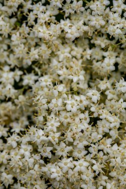 Sambucus Nigra çayırda büyüyor, yaklaşın.