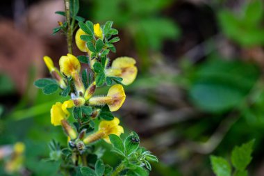 Ormanda büyüyen Cytisus hirsutus çiçeği, yakınlaş.