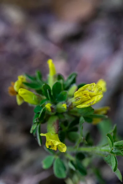 Cytisus Hirsutus Λουλούδι Που Αναπτύσσεται Στο Δάσος Κοντά — Φωτογραφία Αρχείου