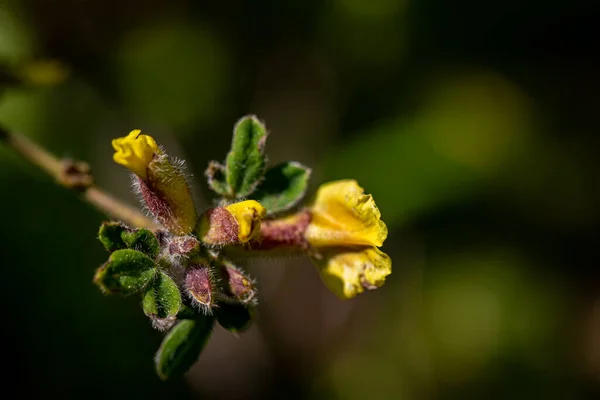 Cytisus Hirsutus Flor Crescendo Floresta Close — Fotografia de Stock