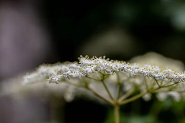 Sambucus Nigra Rostoucí Louce Zblízka — Stock fotografie