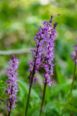 Çayırda yetişen Orchis mascula çiçeği, yakın plan.
