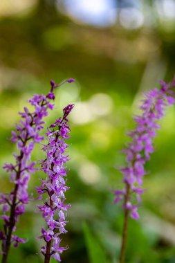 Çayırda yetişen Orchis mascula çiçeği, yakın plan.