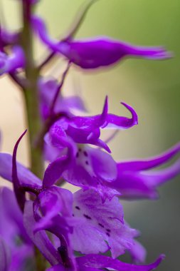 Çayırda yetişen Orchis mascula çiçeği, yakın plan.