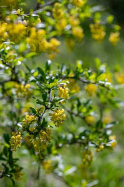 Çayırda yetişen kaba Berberiler, yaklaşın.
