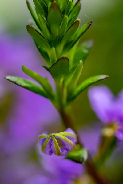 草原で成長するスカエヴォラ サリグナの花マクロ — ストック写真