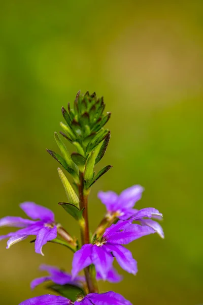 Scaevola Saligna Flor Crescendo Prado Macro — Fotografia de Stock