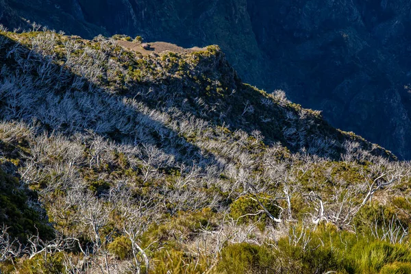 Görüntü: Pico Ruivo, Maderia