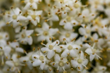 Sambucus Nigra çayırda büyüyor, yaklaşın.