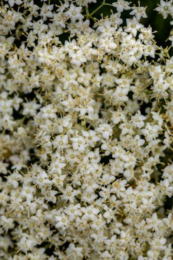 Sambucus Nigra çayırda büyüyor, yaklaşın.