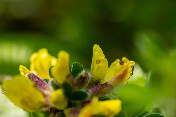Cytisus Hirsutus Fiore Che Cresce Nella Foresta Primo Piano — Foto Stock