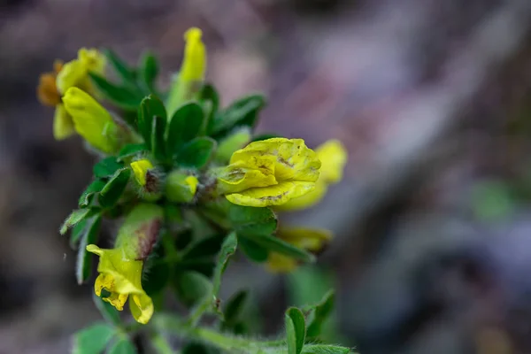 Cytisus Hirsutus Flower Growing Forest Close — Stock Photo, Image