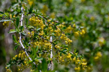 Çayırda yetişen kaba Berberiler, yaklaşın.