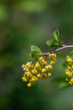 Çayırda yetişen kaba Berberiler, yaklaşın.