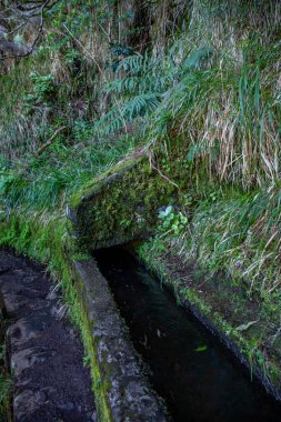 Vereda Maderia 'da yürüyüş yapan 25 yazı tipi