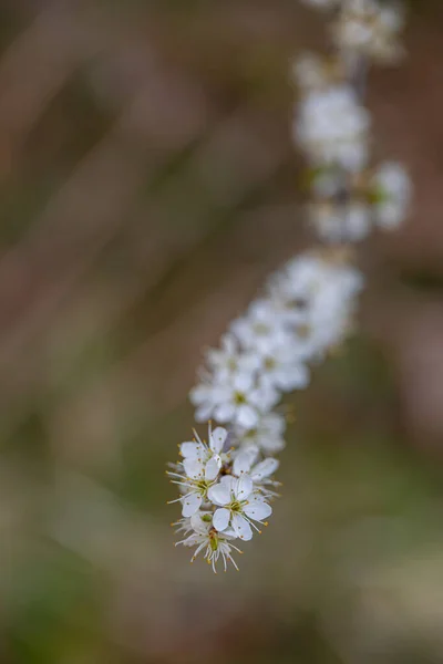 草原で成長しているプルナススピノサの花を閉じます — ストック写真