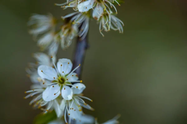 草原で成長しているプルナススピノサの花を閉じます — ストック写真