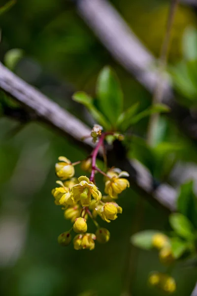 Berberis Vulgaris Fleur Poussant Dans Prairie Gros Plan — Photo