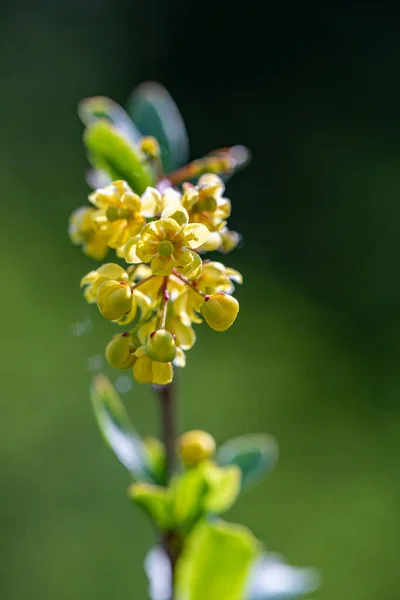 Berberis Vulgaris Virág Rét Közelről — Stock Fotó