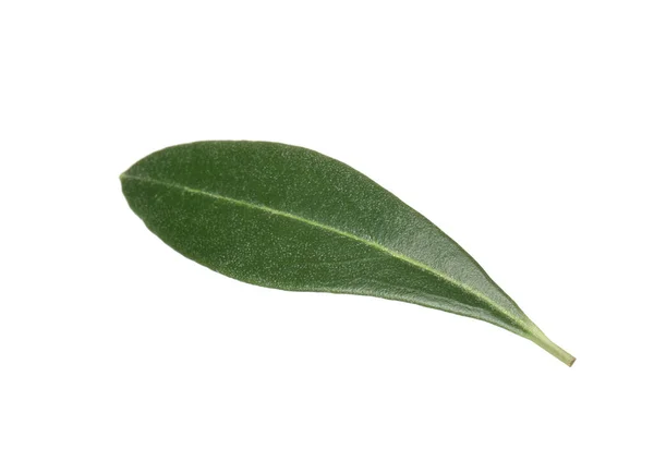 Hoja Olivo Verde Fresca Aislada Sobre Blanco — Foto de Stock